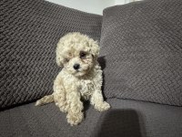 Apricot renk teacup poodle yavrular
