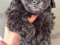 Nadir ırk garantili silver toy poodle bebekler