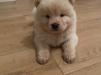 Çin aslanı chow chow