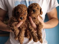 Toy poodle red brown