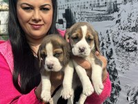 Elizabet beagle yavrularım