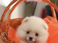 Teddy bear pomeranian boo