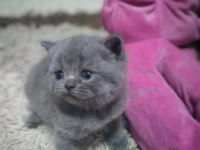 scottish fold ve british yavrularımız teslime hazır