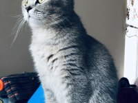 Ücretsiz sahiplendirilecektir british shorthair