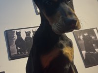 Estetikli Doberman bebekler