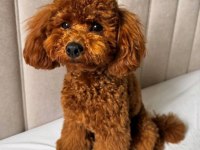 Acil uygun 14 Aylık Poodle