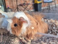 Çok güzel guinea pig yavrular