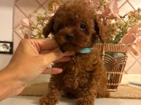 Mükemmel Güzellikteki Toypoodle Yavrularımız 