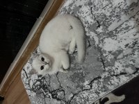 5 aylık british shorthair