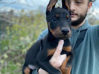 Asil bakışlı Doberman yavrularım