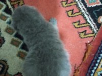 Yavru british shorthair kediler