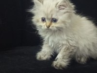British longhair 2 aylık kedimiz