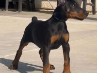 Siyah doberman köpeği