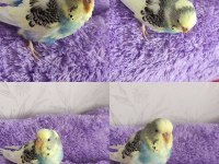 Sadece kafes ve yem masrafları ile sahiplendirilecektir
