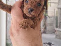 Safkan Kore Toy Poodle Yavrularımız