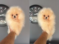 Mersin Pomeranian Boo Orjinal Yavrular