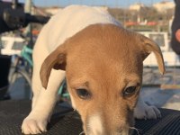 SAFKAN JACK RUSSELL (1,5 aylık)