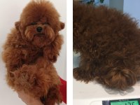 XXS MIKRO OYUNCAK TEACUP KOREA POODLE DİŞİ ERKEK