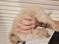 3 aylık anne altından poodle yavrular