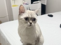 British Shorthair Anne ve Yavrusu