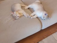 Ödüllü British Shorthair yavru kedimiz