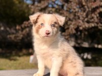 Ultra kalite border collie yavrularımız