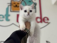 Aşılı karneli british shorthair ve longhair yavrular