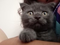 Scottish fold oğlumuza yuva arıyoruz