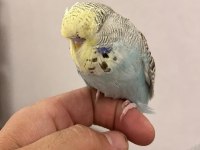 Yavru Ele Alışlın Şhow Jumbo Erkek Muhabbet Kuşu