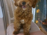 5 aylık maltipoo