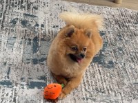 Pomeranian dişi 9 aylık
