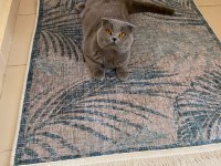 Erkek scottish fold oğluma gelin adayı arıyorum