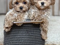 Maltipoo Yavrularımız