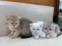 British Shorthair Yavrularımız