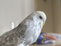 Jumbo muhabbet kuşu