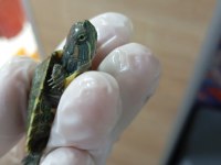 Kırmızı Yanak Kaplumbağalar