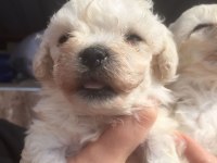 Maltese bebekler