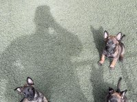 Kaliteli İş Köpekleri Belçika Kurtlarımın Yavruları
