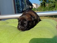 Rezerve açık üst düzey malinois yavrular