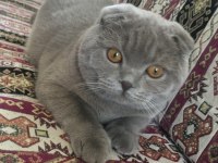 Scottish Fold cinsi kedimize yuva arıyoruz