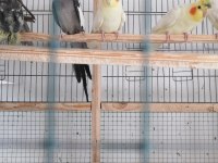 Sevda cennet sultan papağanımız