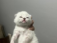 55 günlük british longhair yavrular
