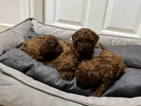 KORE KAN RED BROWN TOY POODLE YAVRULAR