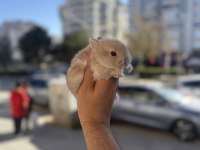 CÜCE BEBEKLER İCİN ARAYINIZ