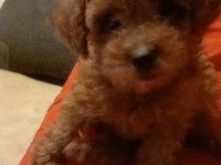 TOY POODLE RED BROWN 2 AYLIK DİŞİ