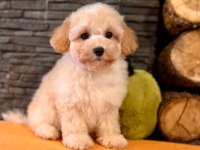 Zekasıyla Büyüleyen Hipoalerjenik 3 Aylık Maltipoo