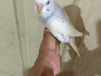 30 GÜNLÜK RENK GÜZELİ ERKEK BEBEK MUHABBET KUŞU