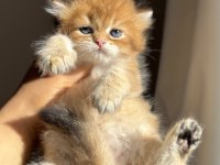 Ny11 Golden Harika Kalite British Longhair