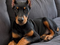 Vakur Duruşun Anlamı Olan Estetikli Yavru Köpekler