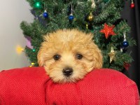 Veteriner kontrollü orijinal maltipoo yavrularım